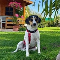 Wolfi wartet auf PS südlich von HH, Hund zur Adoption