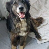 Charly 50 cm (Pflegestelle), Hund zur Adoption