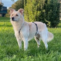 Charmanter Szoren in 47475 Kamp-Lintfort, Hund zur Adoption