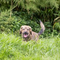 Biene💕menschenbezogenes und hundefreundliches Hundemädchen, Hündin zur Adoption