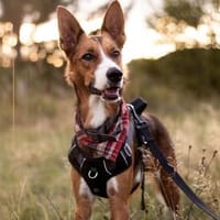 Cody möchte gerne reisen, Hund zur Adoption
