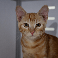 Stanley(en cours d'adoption), chat à adopter