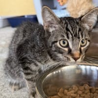 Tournesol (réservé), chat à adopter