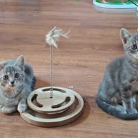 BUNJI CHA, chat à adopter