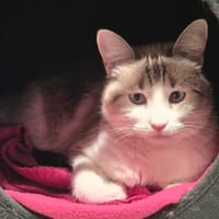 chipie (réservée), chatte à adopter