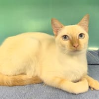 Lya (réservée), chatte à adopter