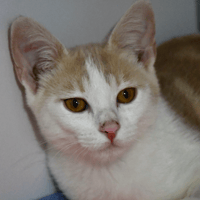 Ozzy (en cours d'adoption), chat à adopter