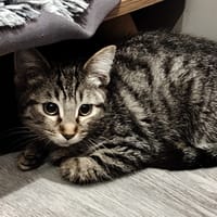 Marguerite (réservée), chatte à adopter