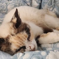 Nanny, chatte à adopter