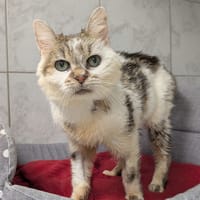 SUZANNE, chatte à adopter