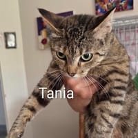 TANIA, chatte à adopter