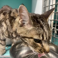 orka, chat à adopter