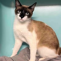 KLOKLO, chatte à adopter