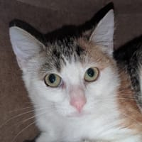 Joanna, chatte à adopter