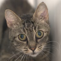 Moustik, chatte à adopter