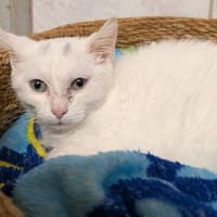 BLANCO, chat à adopter