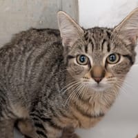 ALYA, chatte à adopter