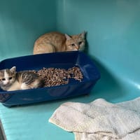 KAYLA, chatte à adopter