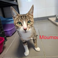 MOUMOUNE, chatte à adopter