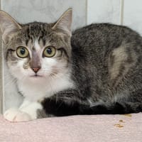 NOISETTE, chatte à adopter