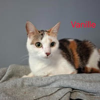 VANILLE, chatte à adopter
