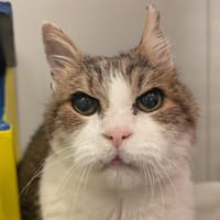 Loops, chat à adopter