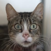 Malo, chat à adopter
