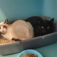 Pixou, chat à adopter