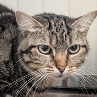 Cyrcée, chatte à adopter