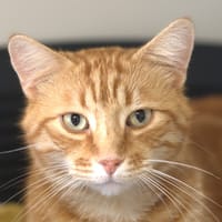 Gemini, chat à adopter