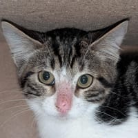 BIDULA, chatte à adopter