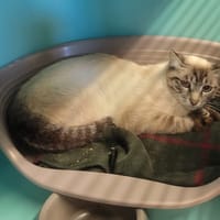 light, chat à adopter