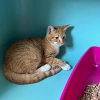 KIKOU, chat à adopter