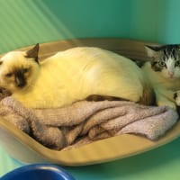 misa, chatte à adopter
