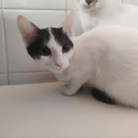 HERMIONE, chatte à adopter