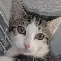Cleo, chatte à adopter