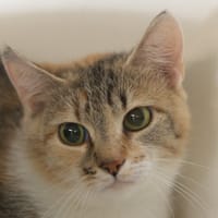 Atépide, chatte à adopter