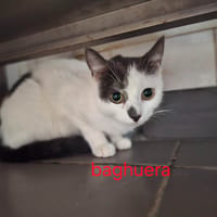 BAGHUERA, chatte à adopter