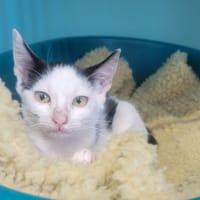 Nini, chat à adopter