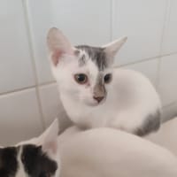 LILY, chatte à adopter