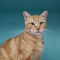 PUDDING HAB17781, chat à adopter