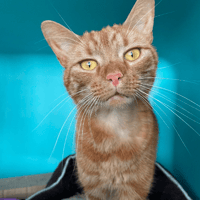 COOKIE, chat à adopter
