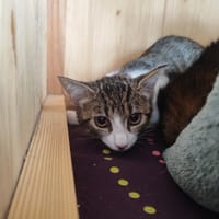 GINNY, chatte à adopter