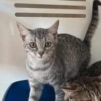 Nuée, chatte à adopter