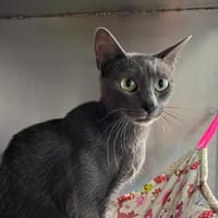 Duchesse, chatte à adopter