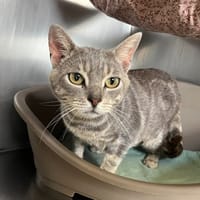 Céleste, chat à adopter