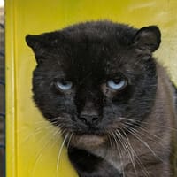 MOKA, chat à adopter