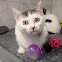 AGUA, chat à adopter