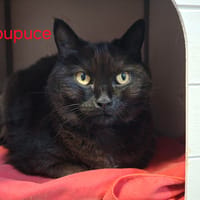 PUPUCE, chatte à adopter