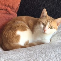 ACHILLE, chat à adopter